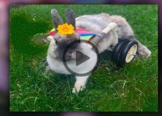 The Rabbit on Wheels Finds Her True Love